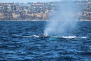 Blue Whale Spout