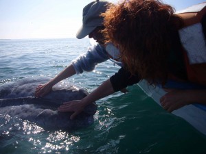 Birdsong and Dr. Marcie say hello to a gray whale in San Ignacio lagoon, Baja Mexico. We kept singing our song 