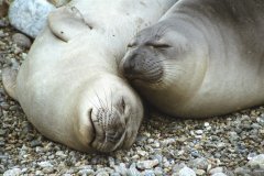 elephant-seal-pups