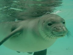 hawaiian-monk-seal
