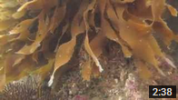 kelp-forest-dancing