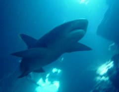 reef-whitetip-shark