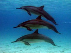 three-dolphins