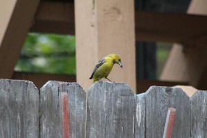 Hooded Oriole Female 2