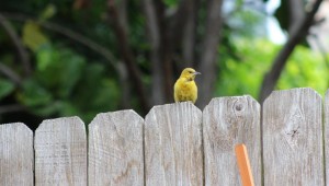 Hooded Oriole Fledgling 2