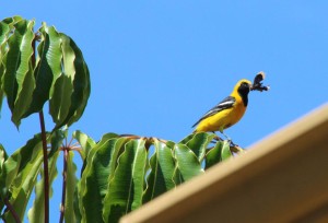 Hooded Oriole Male with moth