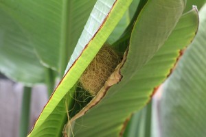 Hooded Oriole Nest