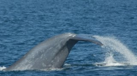 so-big-blue-whale