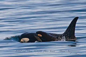 New Orca calf L 122 and mom