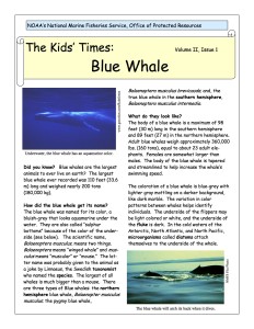 kids_times_whale_blue