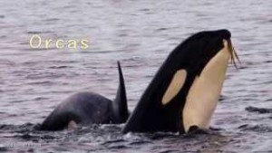 orcas video