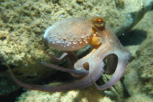 Octopus_vulgaris2_Wikipedia Image