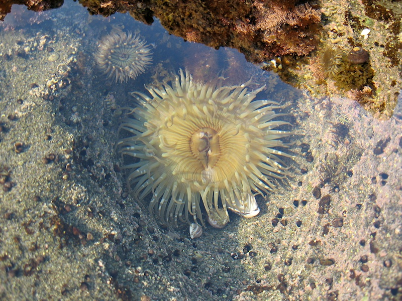 Tide Pool Creatures Birdsong And The Eco Wonders Animal Songs For Kids