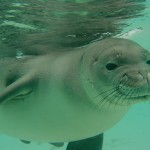 Hawaiian Monk Seal, PIFSC, NOAA