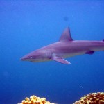 Grey Reef Shark, PIFSC, NOAA