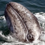 Gray Whale, Baja, Mexico, GL