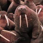 Walruses, NOAA