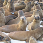 California Sea Lion pups, NOAA 