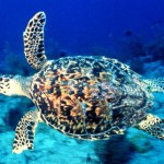 Hawksbill Turtle, NOAA