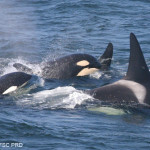 Orca Family, NOAA