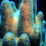 Pillar Coral, NOAA 