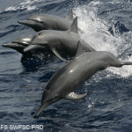 Spinner Dolphins Riding Wake, NOAA