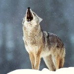 wolf_76_big