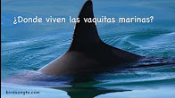 viva la vaquita