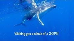 animal new year greeting 2019