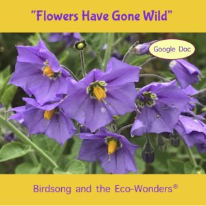 The Flowers have Gone Wild (Lesson and Song Download)