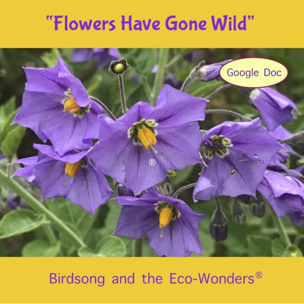 The Flowers have Gone Wild (Lesson and Song Download)