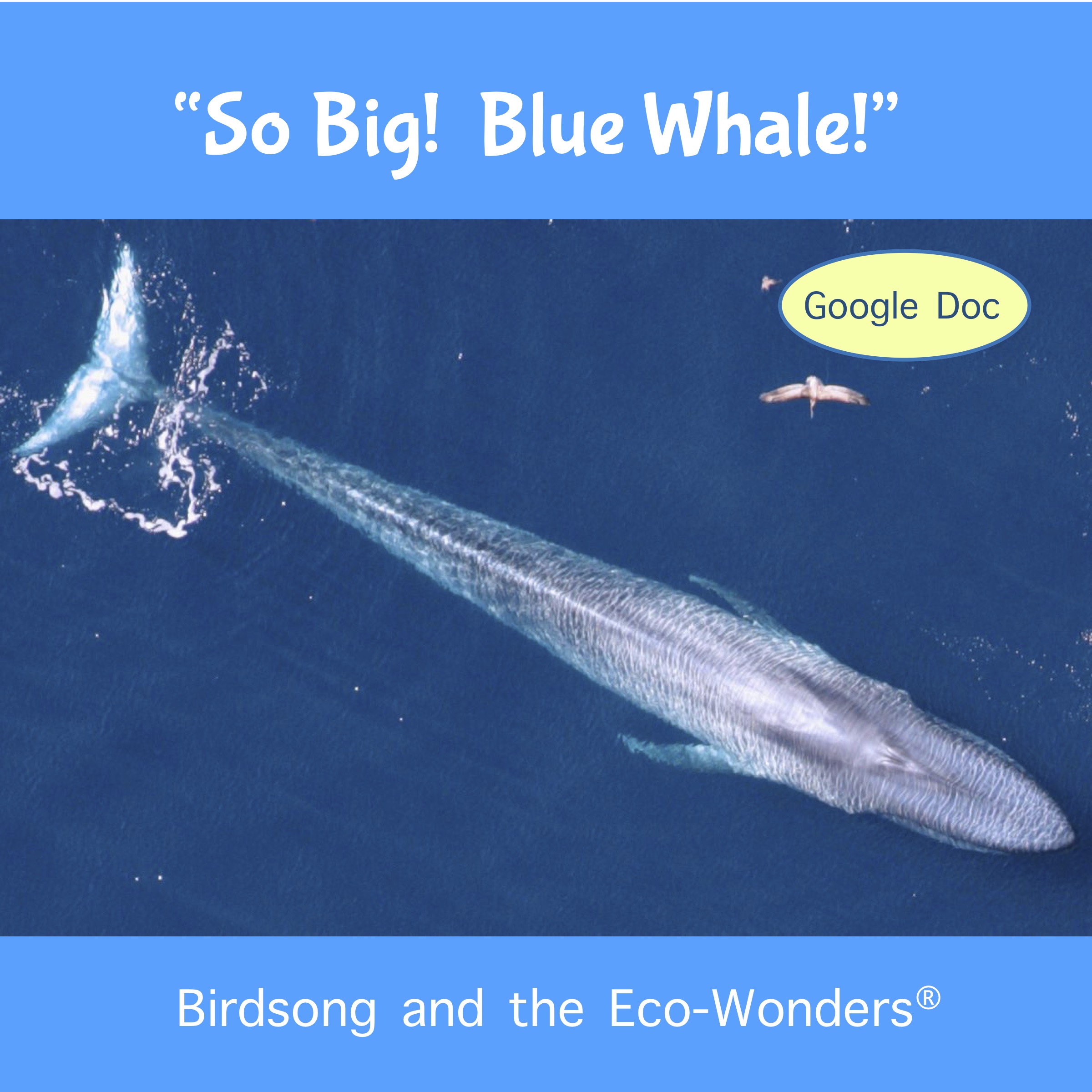 So Big! Blue Whale! (Lesson and Song Download) • Birdsong and the  Eco-Wonders • Animal Songs for Kids